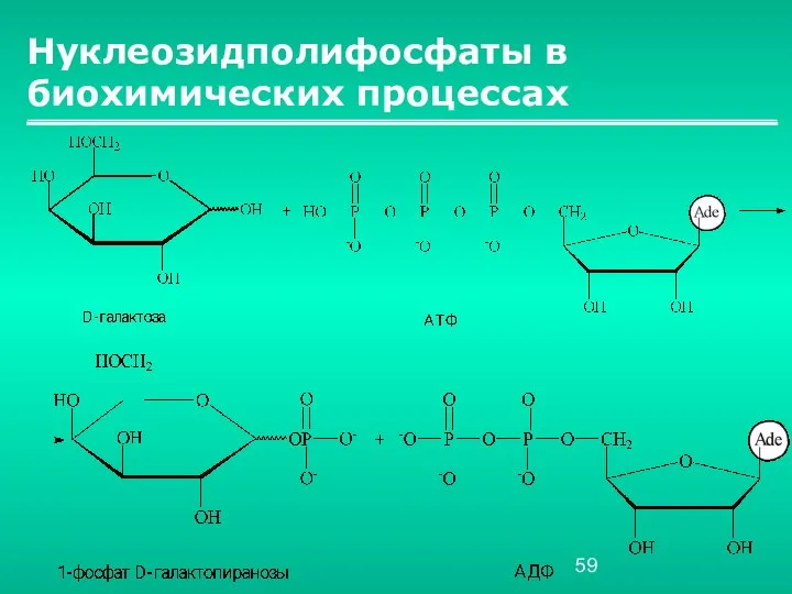 Нуклеозидполифосфаты в биохимических процессах