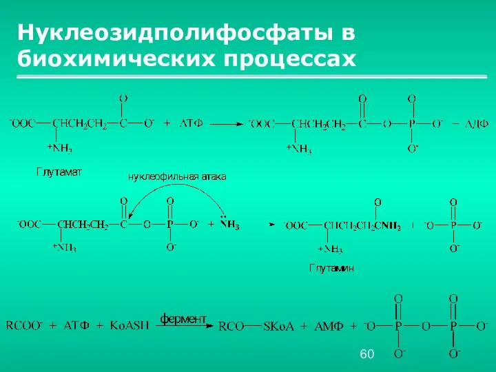 Нуклеозидполифосфаты в биохимических процессах