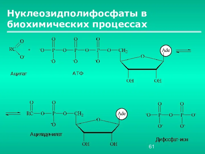 Нуклеозидполифосфаты в биохимических процессах