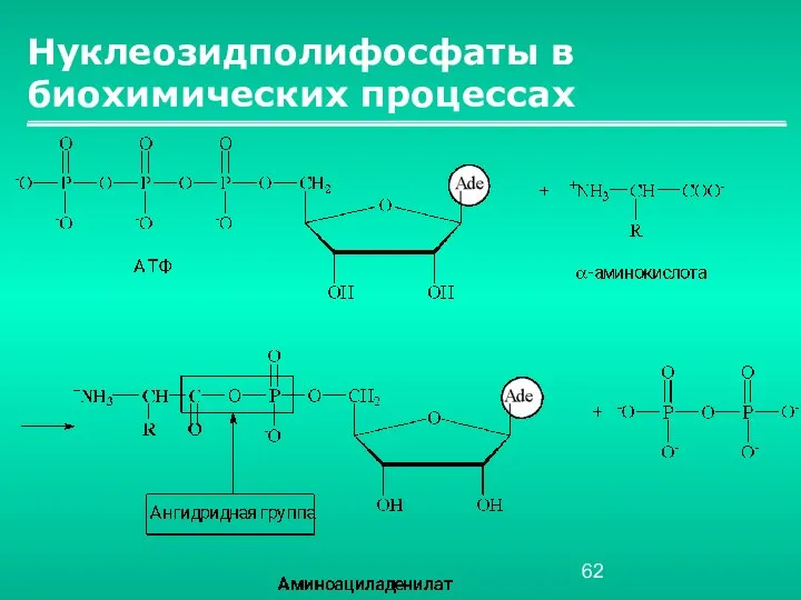 Нуклеозидполифосфаты в биохимических процессах