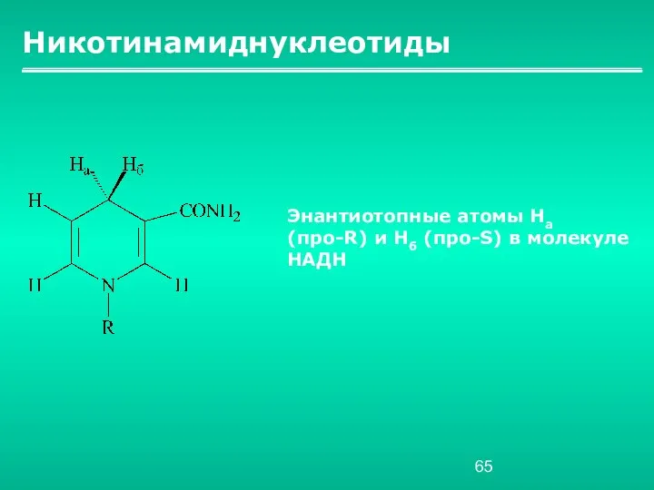 Никотинамиднуклеотиды Энантиотопные атомы Hа (про-R) и Нб (про-S) в молекуле НАДН