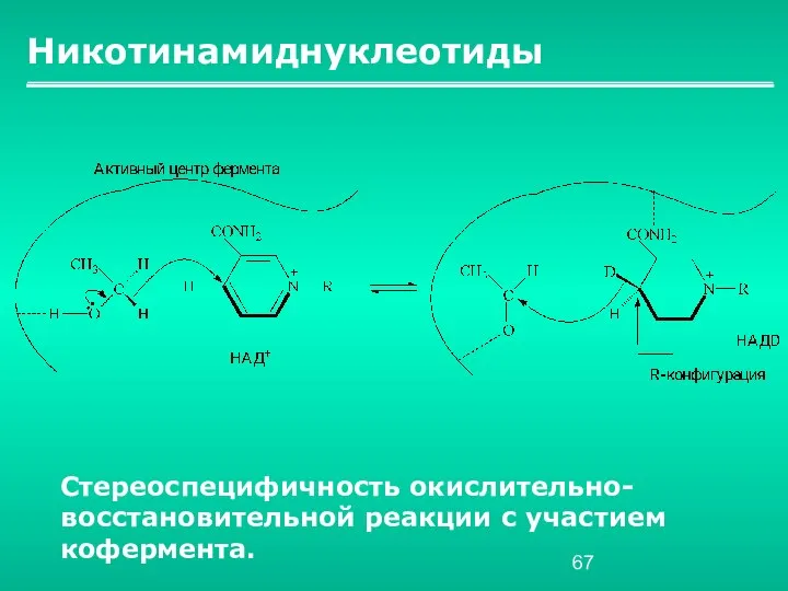 Никотинамиднуклеотиды Стереоспецифичность окислительно-восстановительной реакции с участием кофермента.