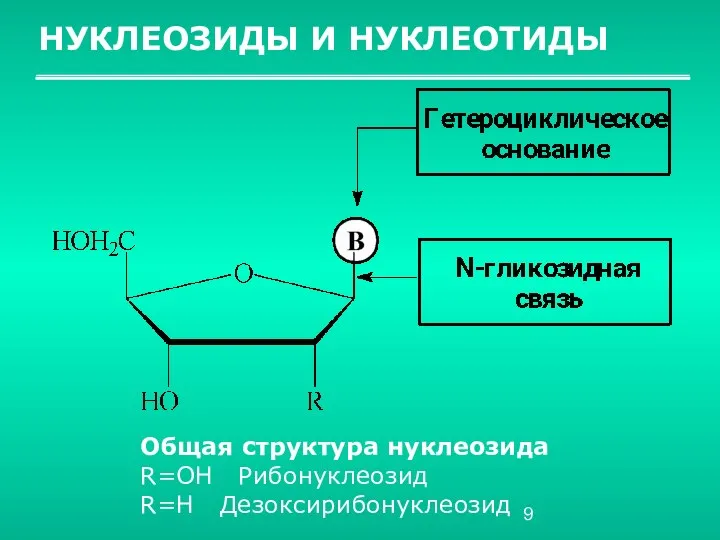 НУКЛЕОЗИДЫ И НУКЛЕОТИДЫ Общая структура нуклеозида R=OH Рибонуклеозид R=H Дезоксирибонуклеозид