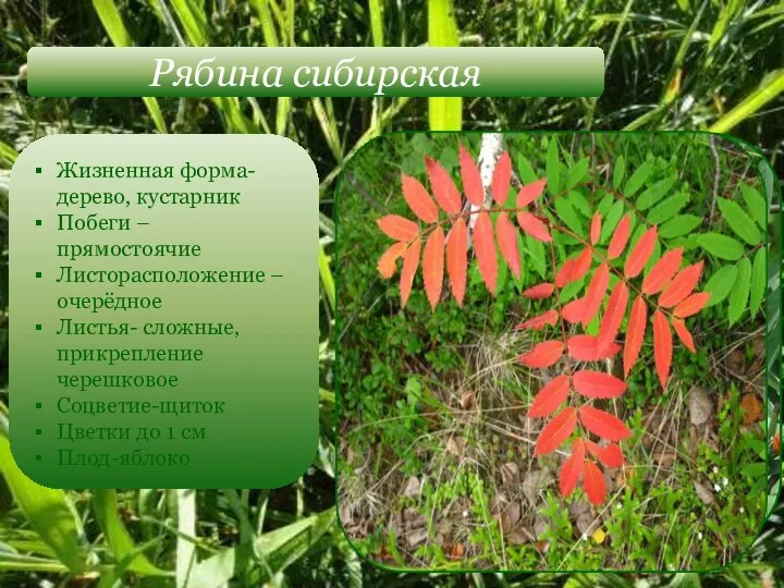 Рябина сибирская Жизненная форма-дерево, кустарник Побеги – прямостоячие Листорасположение –очерёдное Листья-