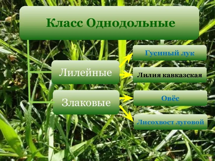 Класс Однодольные Лилейные Злаковые Гусиный лук Лилия кавказская Овёс Лисохвост луговой