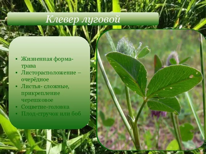 Клевер луговой Жизненная форма-трава Листорасположение –очерёдное Листья- сложные, прикрепление черешковое Соцветие-головка Плод-стручок или боб