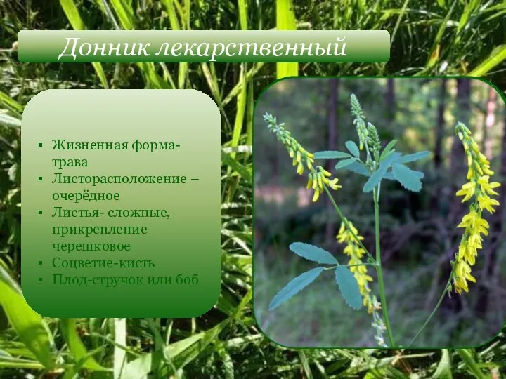 Донник лекарственный Жизненная форма-трава Листорасположение –очерёдное Листья- сложные, прикрепление черешковое Соцветие-кисть Плод-стручок или боб