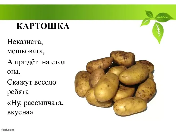 КАРТОШКА Неказиста, мешковата, А придёт на стол она, Скажут весело ребята «Ну, рассыпчата, вкусна»