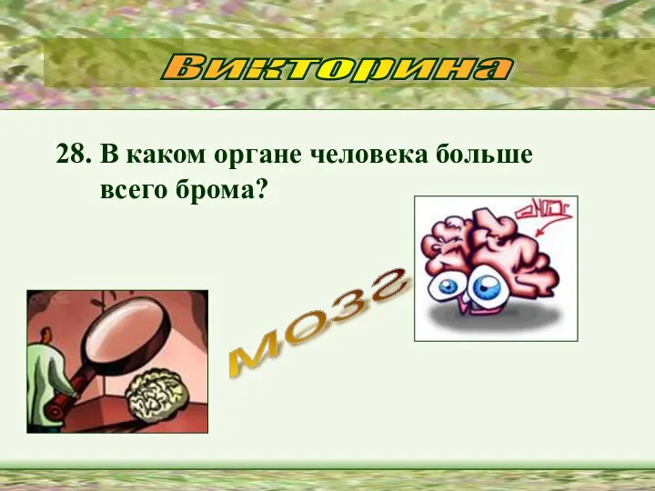 28. В каком органе человека больше всего брома? Викторина мозг