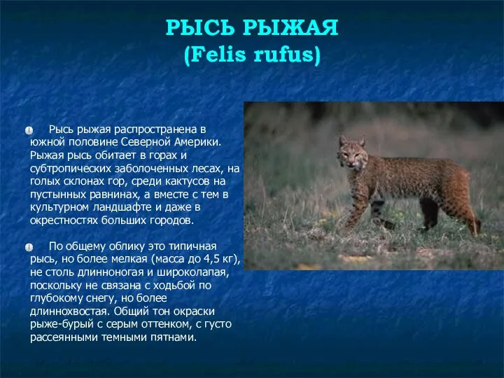 РЫСЬ РЫЖАЯ (Felis rufus) Рысь рыжая распространена в южной половине Северной