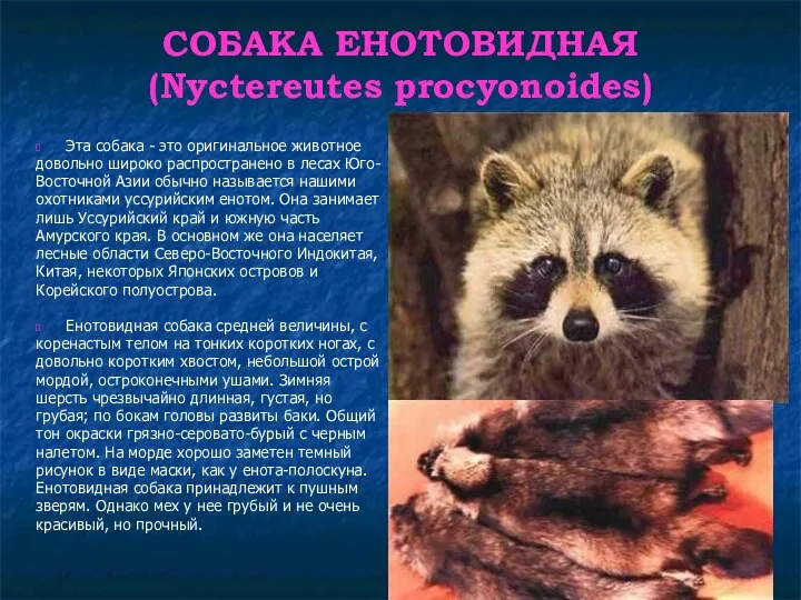 СОБАКА ЕНОТОВИДНАЯ (Nyctereutes procyonoides) Эта собака - это оригинальное животное довольно