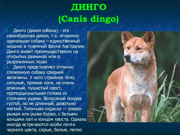 ДИНГО (Canis dingo) Динго (дикая собака) - эта своеобразная дикая, т.е.