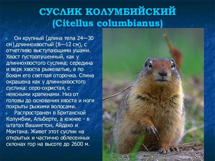 СУСЛИК КОЛУМБИЙСКИЙ (Citellus columbianus) Он крупный (длина тела 24—30 см),длиннохвостый (8—12