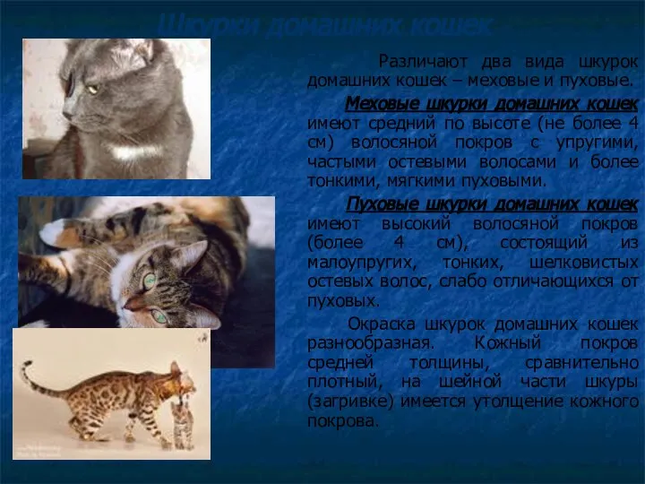 Шкурки домашних кошек Различают два вида шкурок домашних кошек – меховые