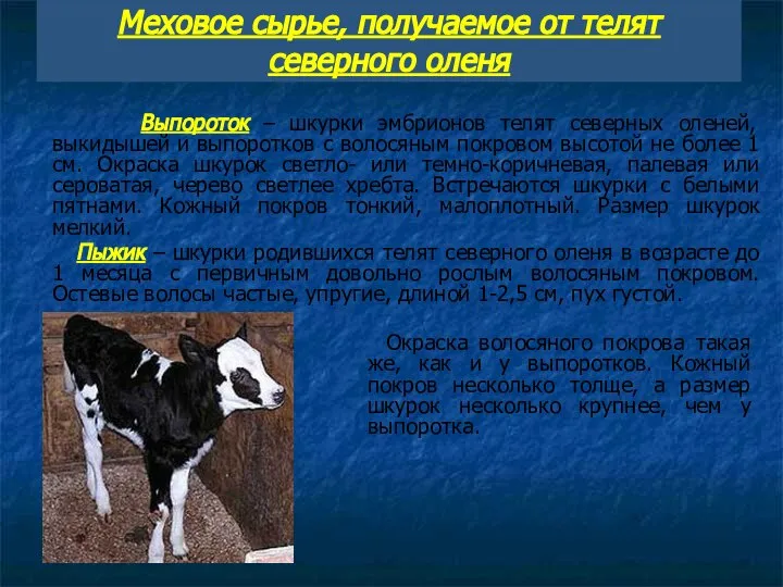 Меховое сырье, получаемое от телят северного оленя Выпороток – шкурки эмбрионов