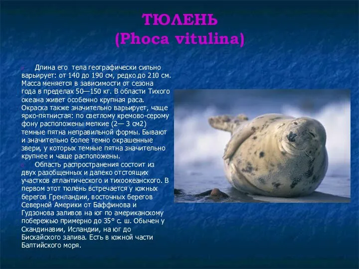 ТЮЛЕНЬ (Phoca vitulina) Длина его тела географически сильно варьирует: от 140