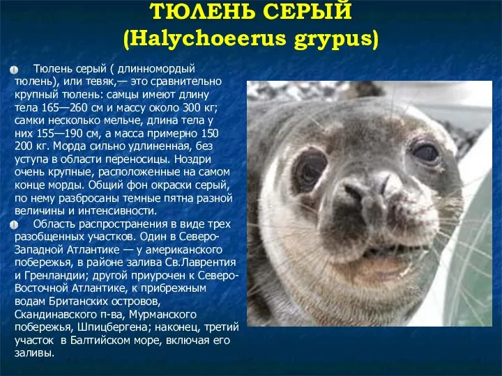 ТЮЛЕНЬ СЕРЫЙ (Halychoeerus grypus) Тюлень серый ( длинномордый тюлень), или тевяк,—
