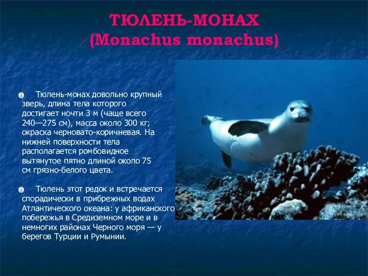 ТЮЛЕНЬ-МОНАХ (Monachus monachus) Тюлень-монах довольно крупный зверь, длина тела которого достигает