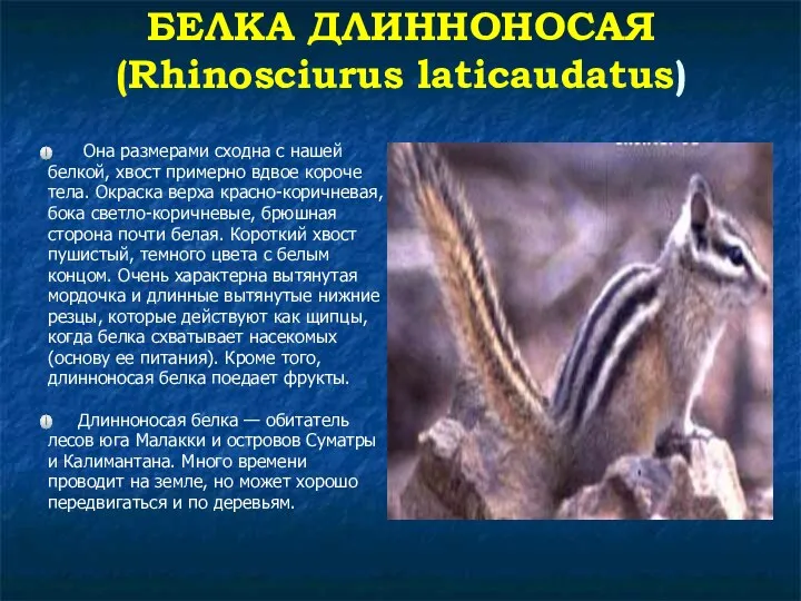 БЕЛКА ДЛИННОНОСАЯ (Rhinosciurus laticaudatus) Она размерами сходна с нашей белкой, хвост