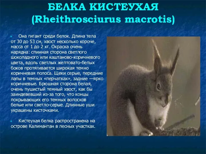 БЕЛКА КИСТЕУХАЯ (Rheithrosciurus macrotis) Она гигант среди белок. Длина тела от