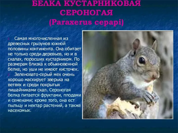 БЕЛКА КУСТАРНИКОВАЯ СЕРОНОГАЯ (Paraxerus cepapi) Самая многочисленная из древесных грызунов южной