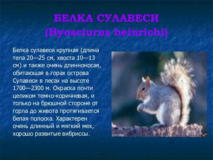 БЕЛКА СУЛАВЕСИ (Hyosciurus heinrichi) Белка сулавеси крупная (длина тела 20—25 см,