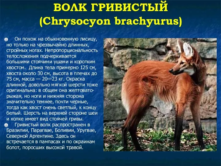 ВОЛК ГРИВИСТЫЙ (Chrysocyon brachyurus) Он похож на обыкновенную лисицу, но только