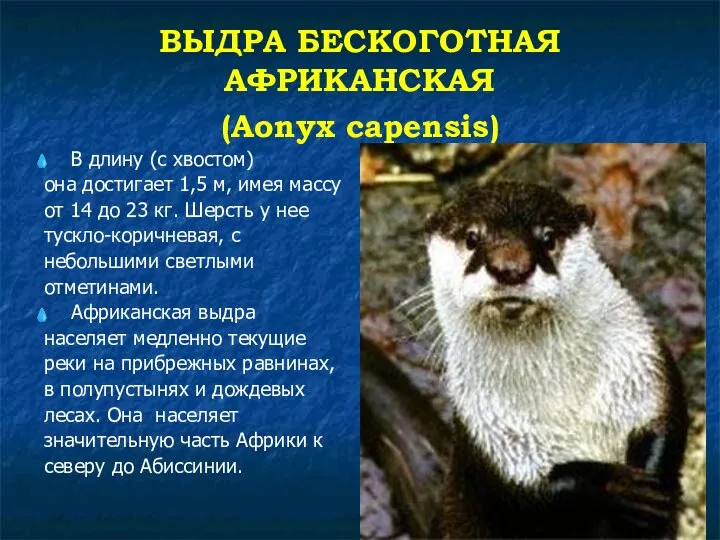 ВЫДРА БЕСКОГОТНАЯ АФРИКАНСКАЯ (Aonyx capensis) В длину (с хвостом) она достигает