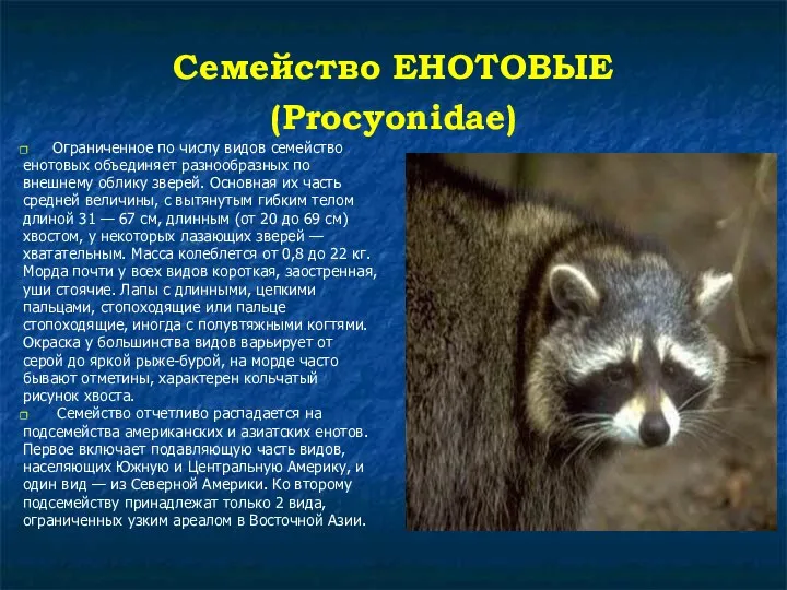 Семейство ЕНОТОВЫЕ (Procyonidae) Ограниченное по числу видов семейство енотовых объединяет разнообразных