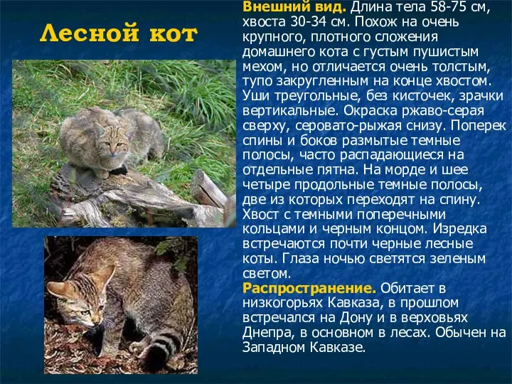 Лесной кот Внешний вид. Длина тела 58-75 см, хвоста 30-34 см.