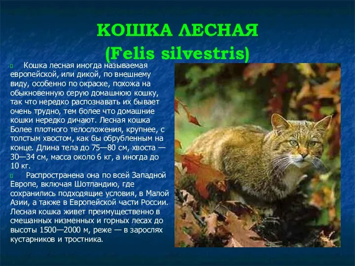 КОШКА ЛЕСНАЯ (Felis silvestris) Кошка лесная иногда называемая европейской, или дикой,