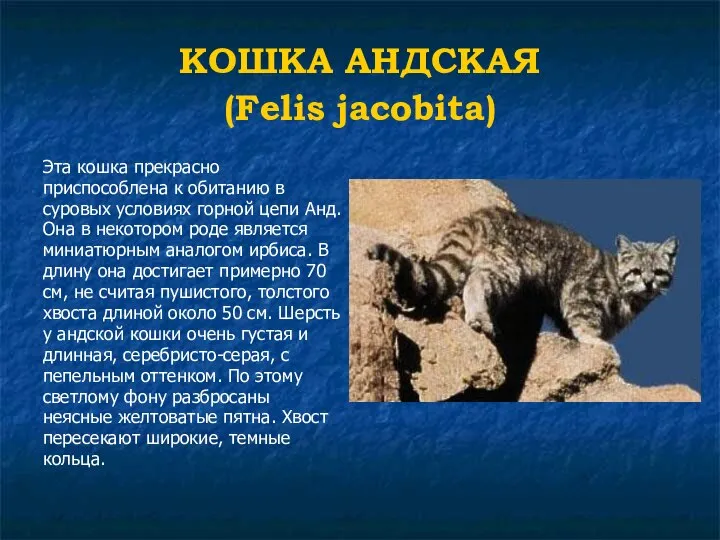 КОШКА АНДСКАЯ (Felis jacobita) Эта кошка прекрасно приспособлена к обитанию в