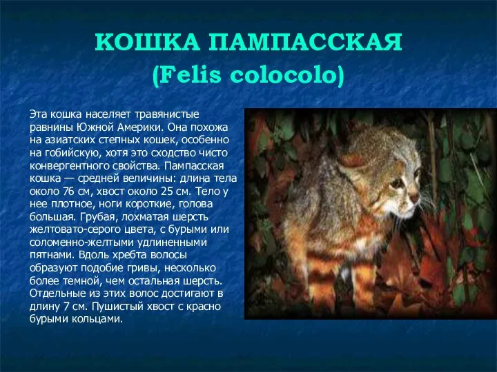 КОШКА ПАМПАССКАЯ (Felis colocolo) Эта кошка населяет травянистые равнины Южной Америки.