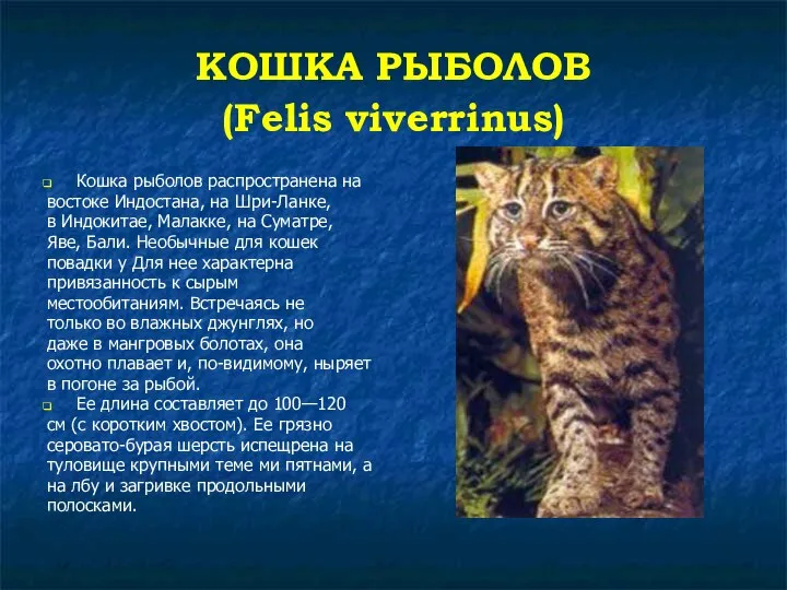 КОШКА РЫБОЛОВ (Felis viverrinus) Кошка рыболов распространена на востоке Индостана, на