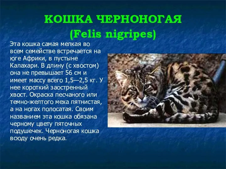 КОШКА ЧЕРНОНОГАЯ (Felis nigripes) Эта кошка самая мелкая во всем семействе