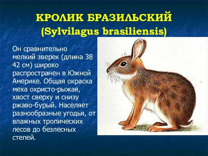 КРОЛИК БРАЗИЛЬСКИЙ (Sylvilagus brasiliensis) Он сравнительно мелкий зверек (длина 38 42