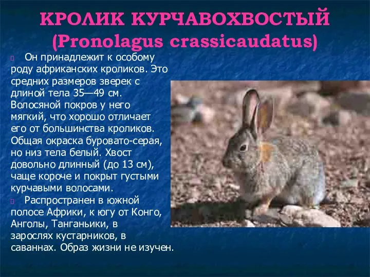 КРОЛИК КУРЧАВОХВОСТЫЙ (Pronolagus crassicaudatus) Он принадлежит к особому роду африканских кроликов.