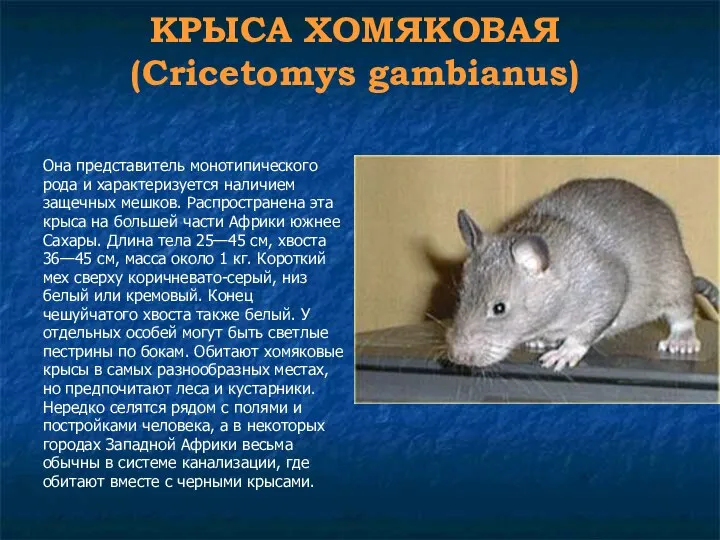 КРЫСА ХОМЯКОВАЯ (Cricetomys gambianus) Она представитель монотипического рода и характеризуется наличием