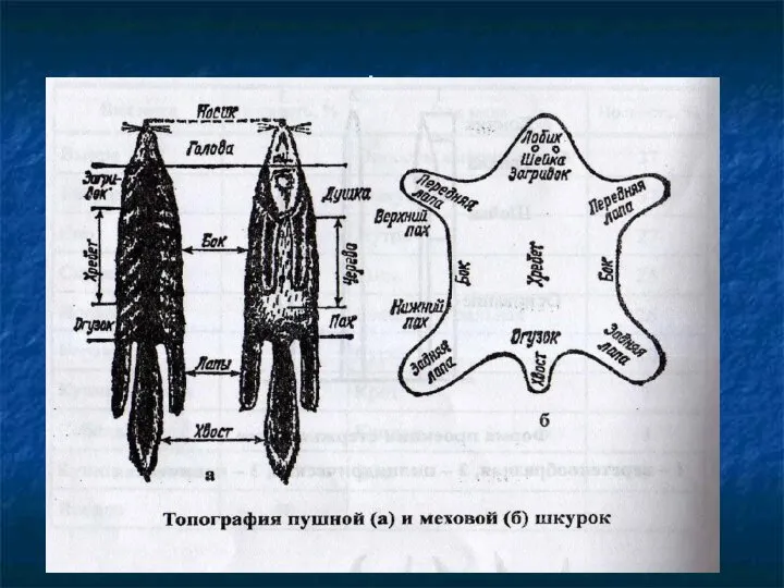 Топография шкурки