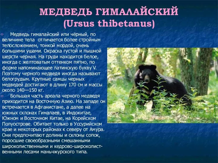 МЕДВЕДЬ ГИМАЛАЙСКИЙ (Ursus thibetanus) Медведь гималайский или чёрный, по величине тела