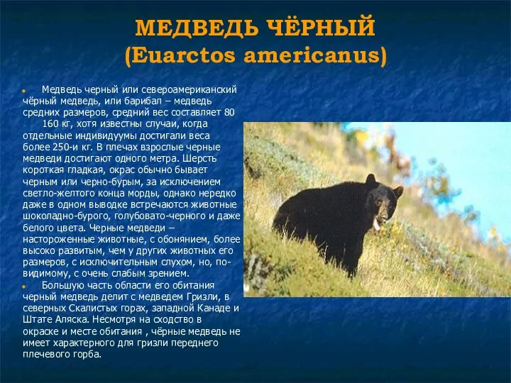 МЕДВЕДЬ ЧЁРНЫЙ (Euarctos americanus) Медведь черный или североамериканский чёрный медведь, или