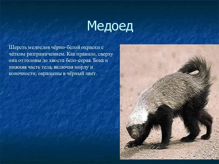 Медоед Шерсть медоедов чёрно-белой окраски с чётким разграничением. Как правило, сверху