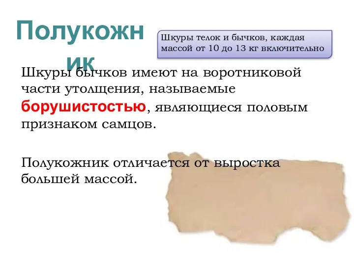 Полукожник Шкуры бычков имеют на воротниковой части утолщения, называемые борушистостью, являющиеся