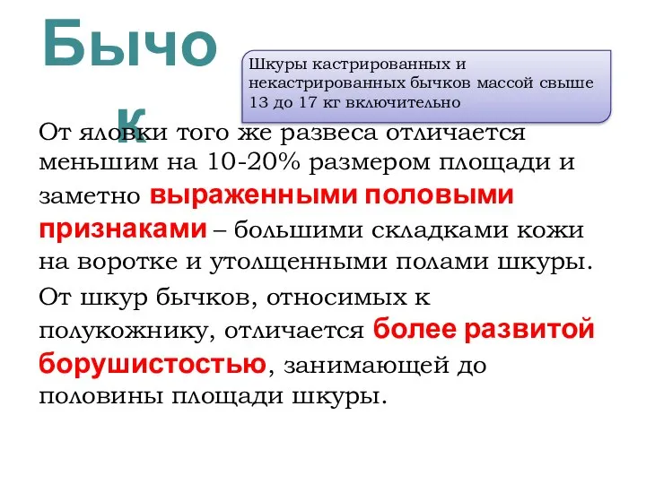 Бычок От яловки того же развеса отличается меньшим на 10-20% размером