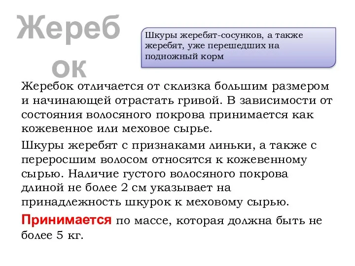 Жеребок Жеребок отличается от склизка большим размером и начинающей отрастать гривой.