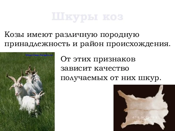 Шкуры коз Козы имеют различную породную принадлежность и район происхождения. От