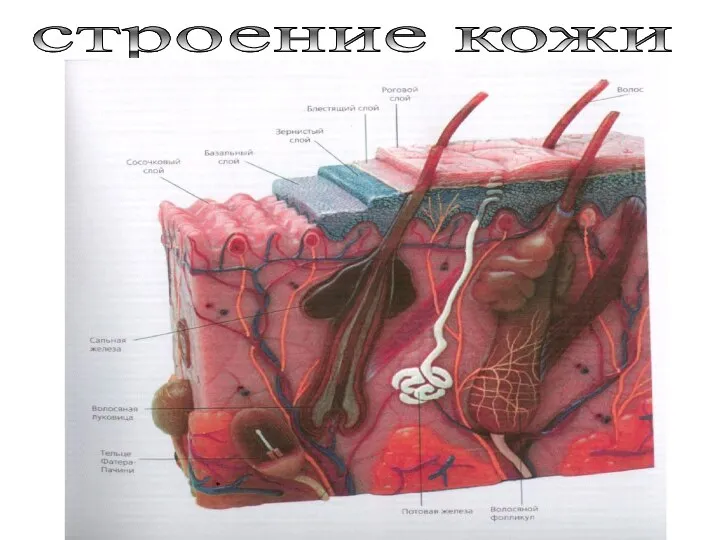 строение кожи