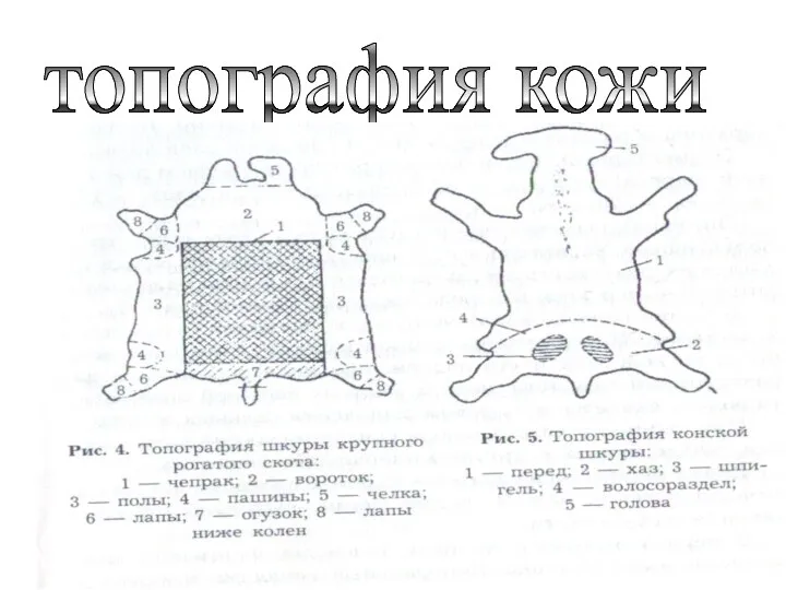 топография кожи