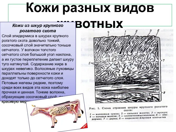 Кожи разных видов животных Кожи из шкур крупного рогатого скота Слой