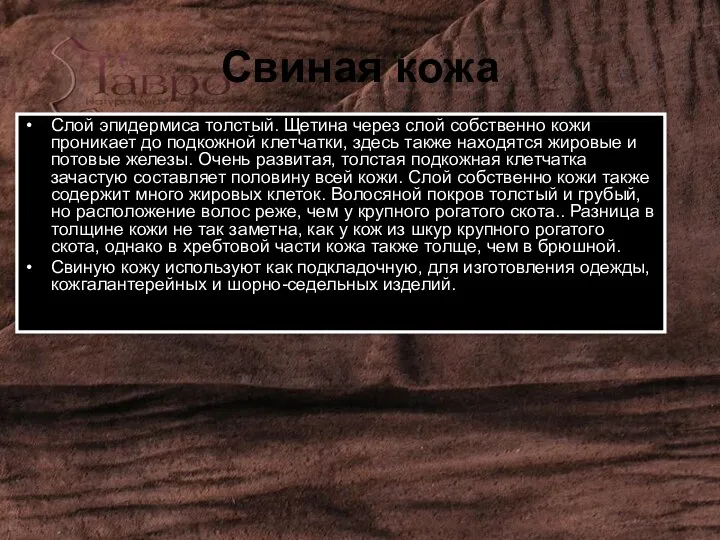 Свиная кожа Слой эпидермиса толстый. Щетина через слой собственно кожи проникает